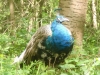 2012-05-17_Wildpark_Eekholt_003