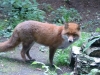 2012-05-17_Wildpark_Eekholt_013