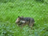 2012-05-17_Wildpark_Eekholt_020