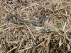 2012-05-17_Wildpark_Eekholt_023