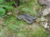 2012-05-17_Wildpark_Eekholt_024