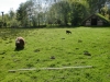 2012-05-17_Wildpark_Eekholt_026