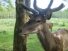 2012-05-17_Wildpark_Eekholt_029