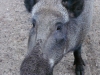 2012-05-17_Wildpark_Eekholt_033