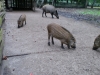 2012-05-17_Wildpark_Eekholt_034