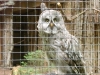 2012-05-17_Wildpark_Eekholt_035